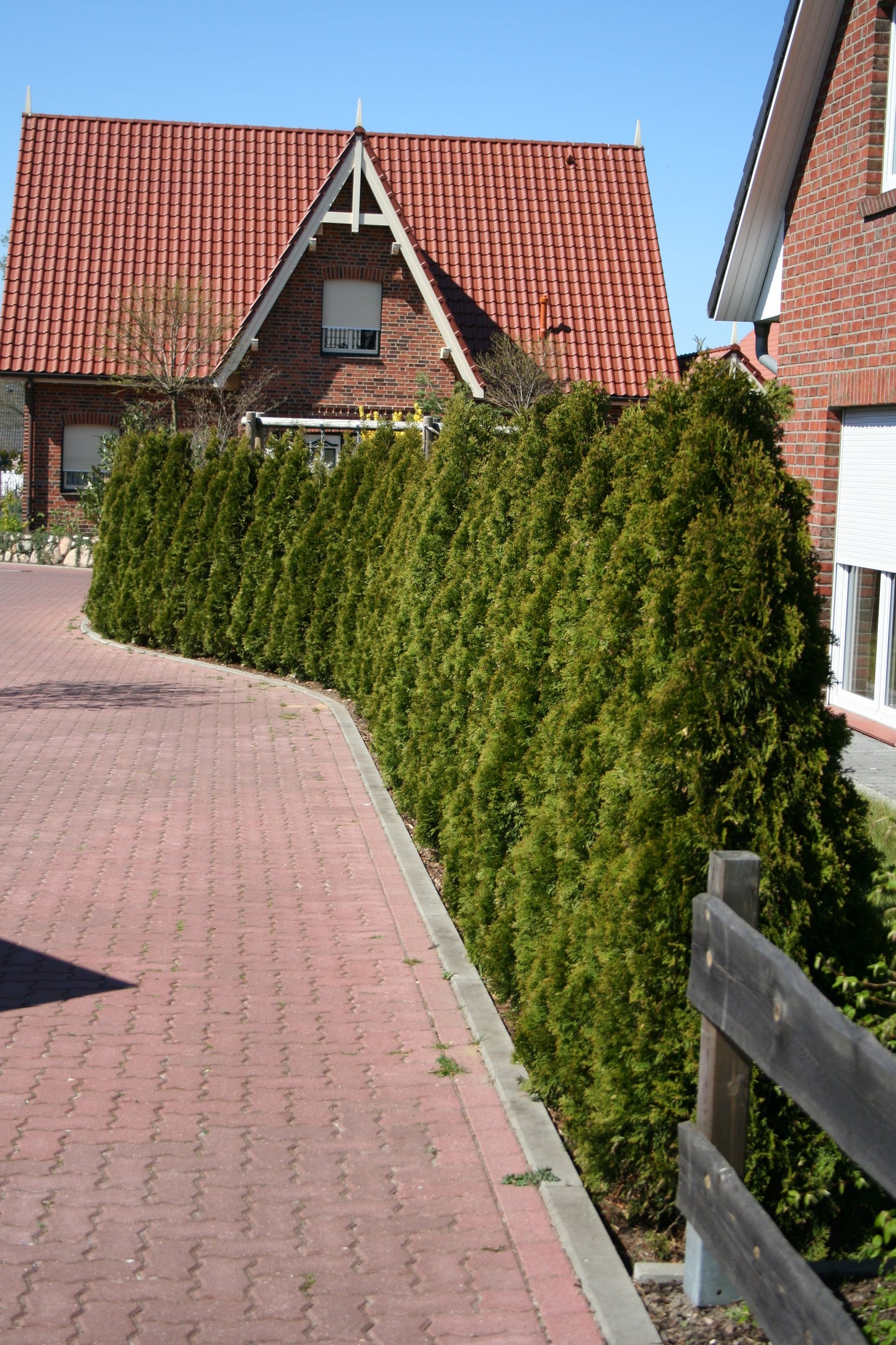 Thuja occidentalis 'Smaragd' - Lebensbaum 'Smaragd'