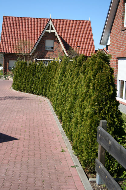 Thuja occidentalis 'Smaragd' - Lebensbaum 'Smaragd'