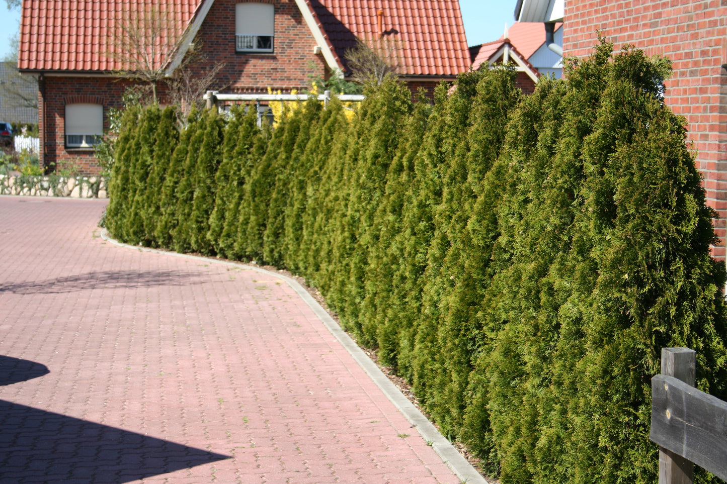 Thuja occidentalis 'Smaragd' - Lebensbaum 'Smaragd'