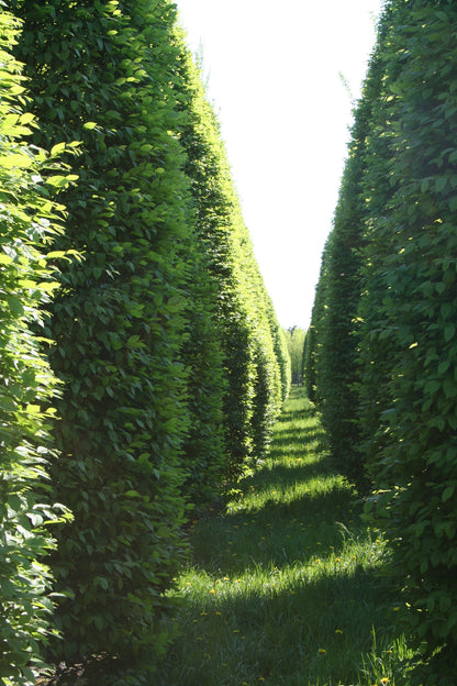 Carpinus betulus 'Fastigiata' - Hainbuche 'Fastigiata' / Pyramiden-Weißbuche