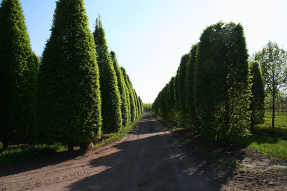 Carpinus betulus 'Fastigiata' - Hainbuche 'Fastigiata' / Pyramiden-Weißbuche