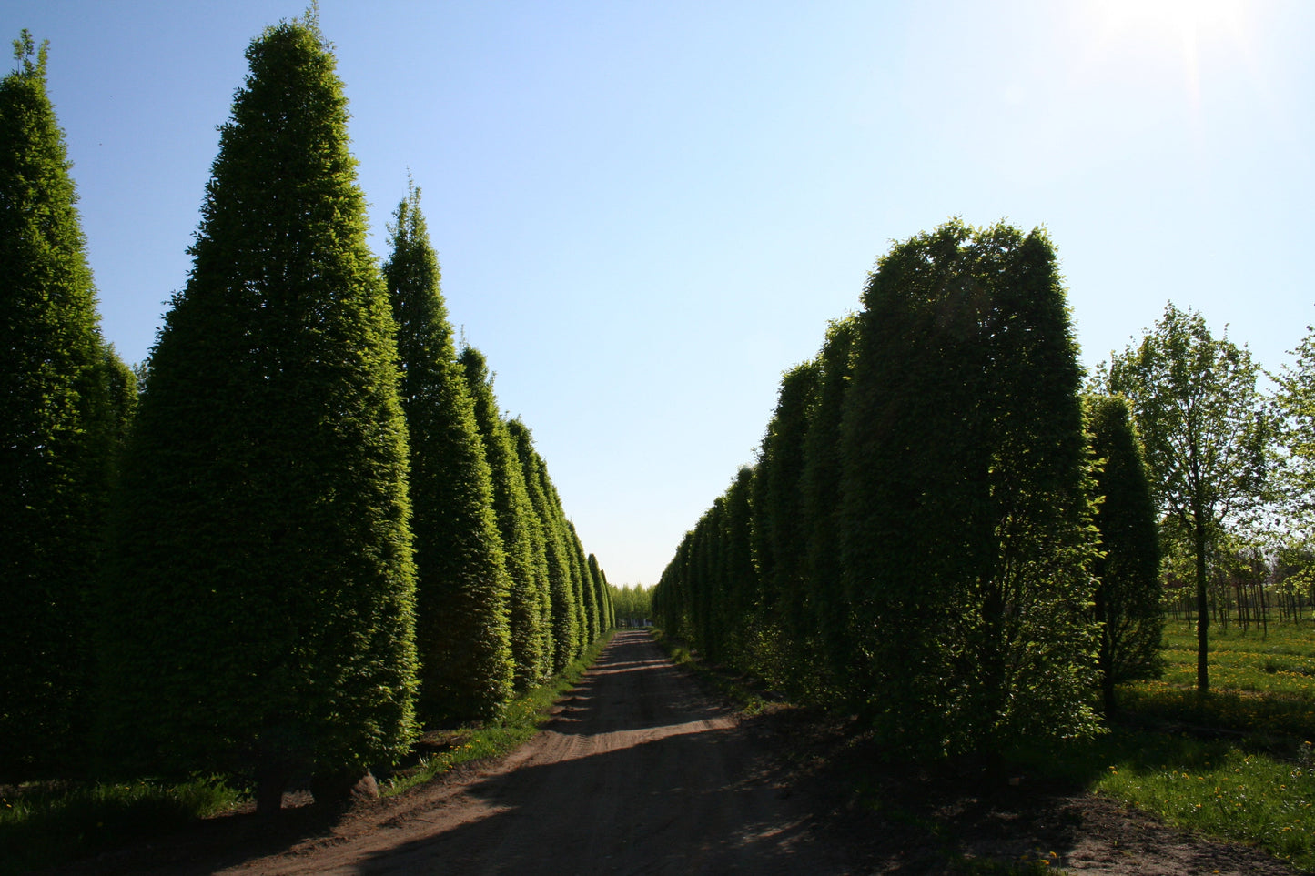 Carpinus betulus 'Fastigiata' - Hainbuche 'Fastigiata' / Pyramiden-Weißbuche