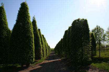 Carpinus betulus 'Fastigiata' - Hainbuche 'Fastigiata' / Pyramiden-Weißbuche