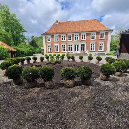 Taxus baccata - Heimische Eibe