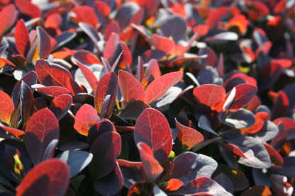 Berberis ottawensis 'Superba' - Große Blutberberitze 'Superba'