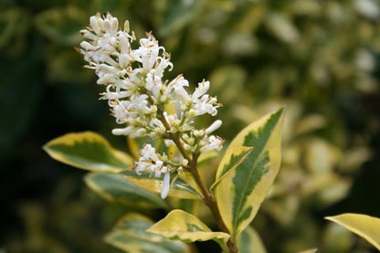 Ligustrum ovalifolium 'Aureum' - Goldliguster