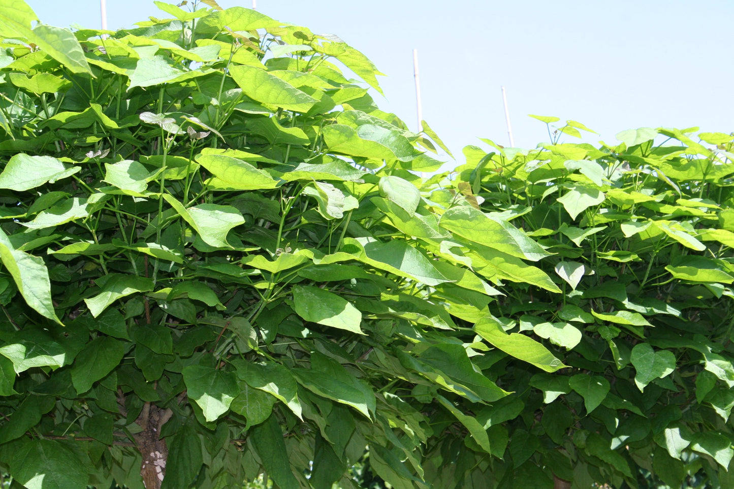 Catalpa bignonioides 'Nana' - Kugel-Trompetenbaum 'Nana'