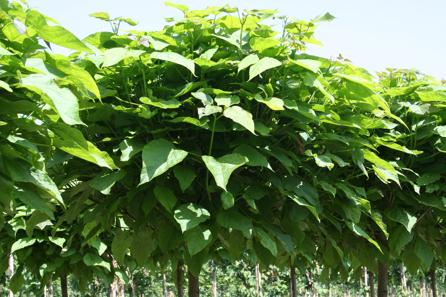 Catalpa bignonioides 'Nana' - Kugel-Trompetenbaum 'Nana'
