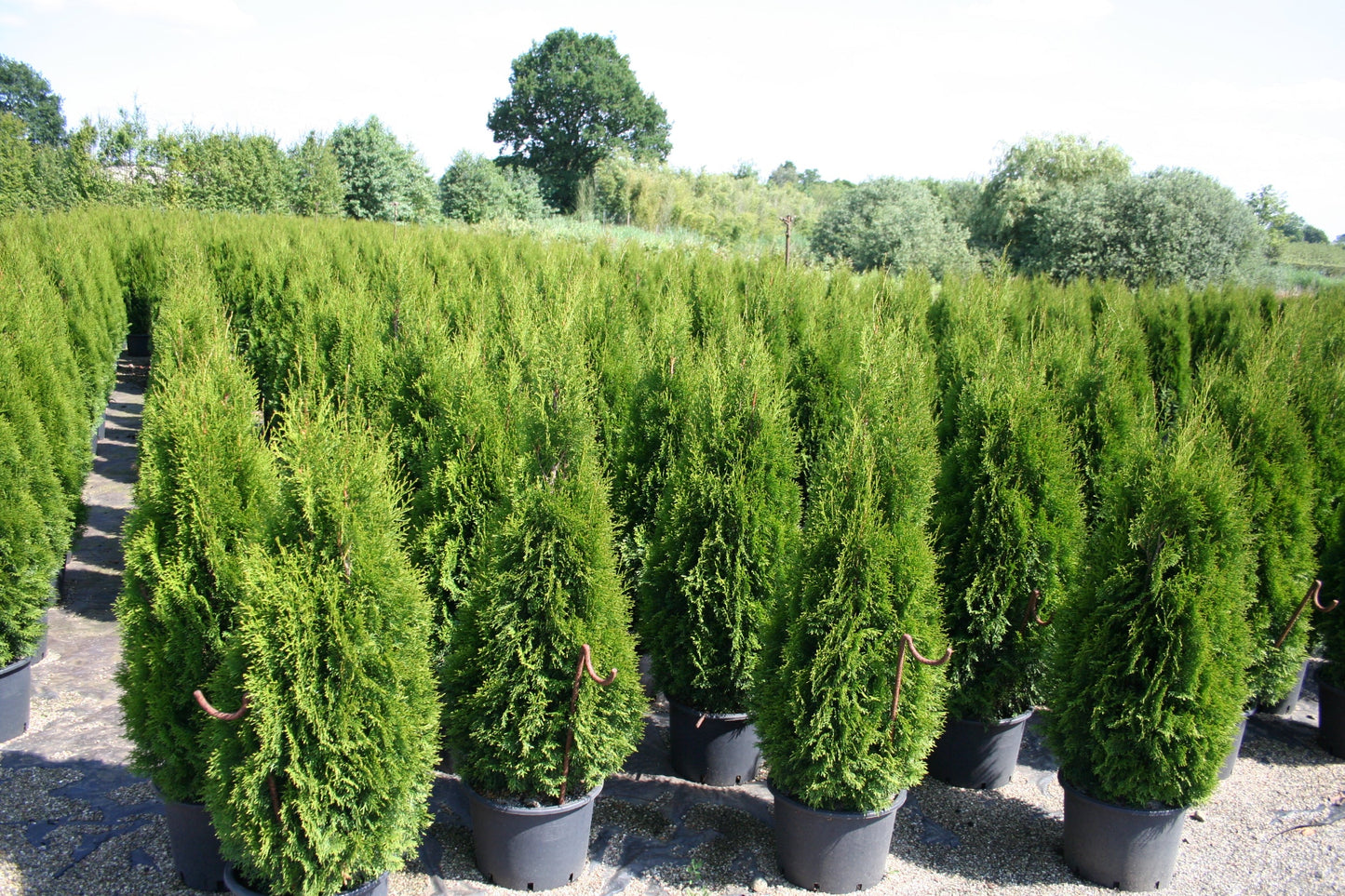 Thuja occidentalis 'Smaragd' - Lebensbaum 'Smaragd'