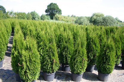 Thuja occidentalis 'Smaragd' - Lebensbaum 'Smaragd'