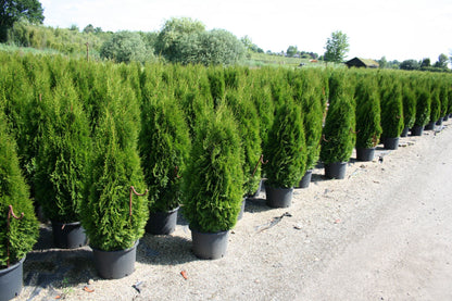 Thuja occidentalis 'Smaragd' - Lebensbaum 'Smaragd'