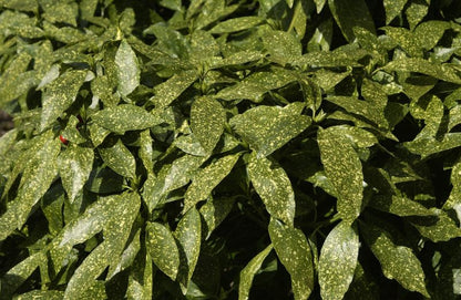 Aucuba japonica 'Variegata' - Japanische Aucube