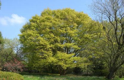 Zelkova serrata - Japanische Zelkove