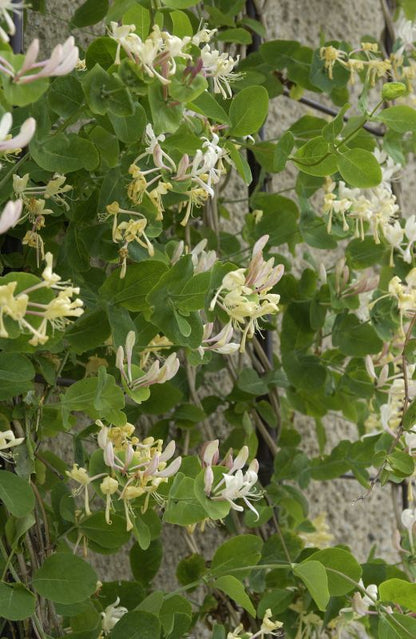 Lonicera caprifolium - Jelängerjelieber