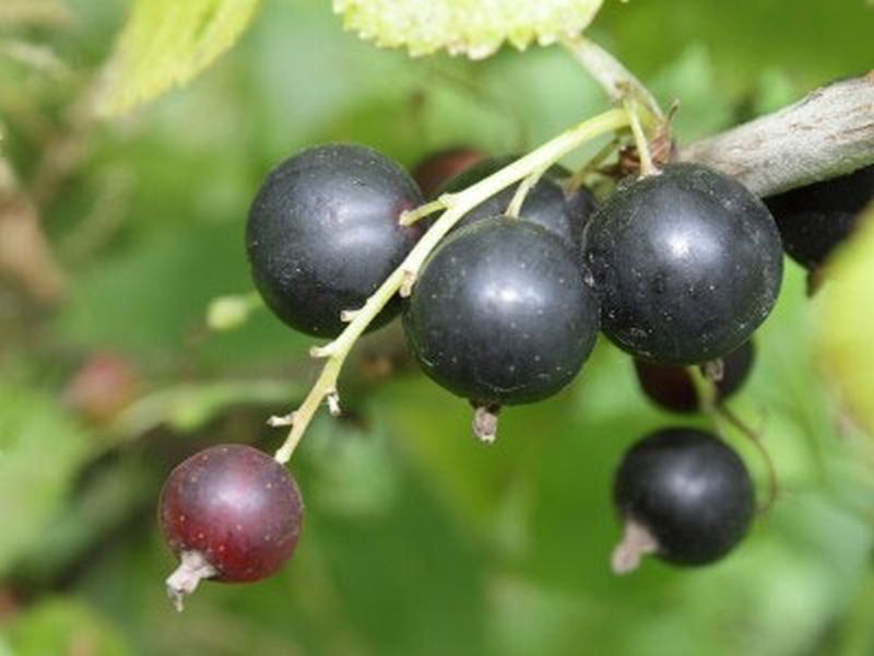 Ribes nigrum 'Rosenthals Langtraubige' CAC - Johannisbeere 'Rosenthals Langtraubige'