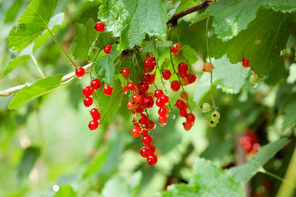 Ribes rubrum 'Rosetta' CAC - Johannisbeere 'Rosetta' mittel
