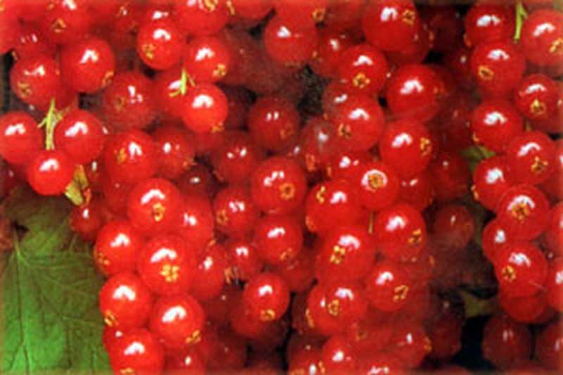 Ribes rubrum 'Rovada' CAC - Johannisbeere 'Rovada' spät