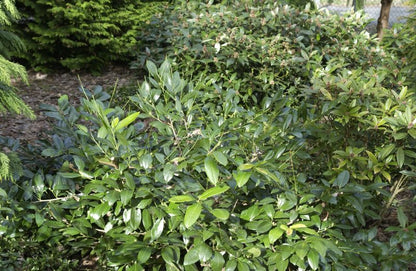 Prunus laurocerasus 'Cherry Brandy' - Kirschlorbeer 'Cherry Brandy' / Breitwüchsige Lorbeerkirsche