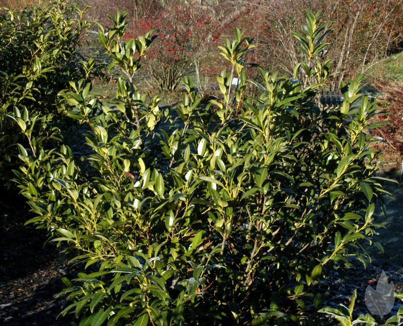Prunus laurocerasus 'Herbergii' - Kirschlorbeer 'Herbergii' / Aufrechte Lorbeerkirsche