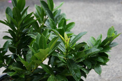 Prunus laurocerasus 'Piri' - Kirschlorbeer 'Piri' / Zwerg-Lorbeerkirsche