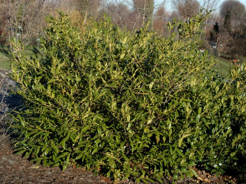Prunus laurocerasus 'Zabeliana' - Kirschlorbeer 'Zabeliana' / Schmalblättrige Lorbeerkirsche