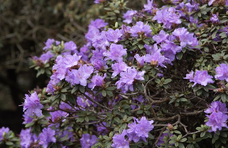 Rhododendron impeditum 'Ramapo' - Kleinblättr.Rhododendron 'Ramapo'