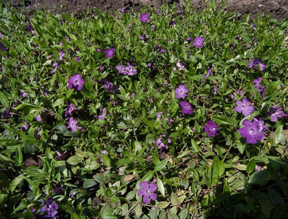 Vinca minor 'Rubra' - Kleines Garten-Immergrün Rubra