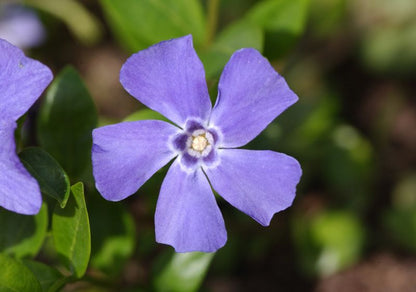 Vinca minor 'Marie' -S- - Kleines Garten-Immergrün Marie -S-