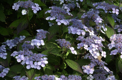 Hydrangea serrata 'Bluebird' - Kleinwüchs.Gartenhortensie 'Bluebird'