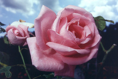 Rosa 'Coral Dawn' ® KL - Kletterrose 'Coral Dawn' ®