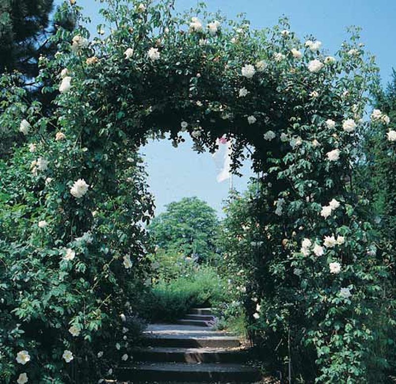 Rosa 'Ilse Krohn Superior' ® KL - Kletterrose 'Ilse Krohn Superior' ®
