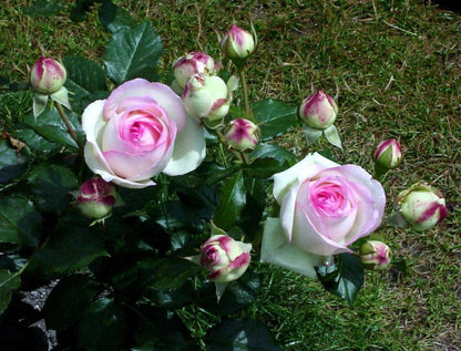 Rosa 'Mini Eden Rose' ® KL - Kletterrose 'Mini Eden Rose' ®