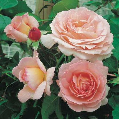Rosa 'Sorbet' ® KL - Kletterrose 'Sorbet' ®