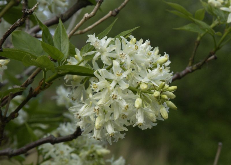 Staphylea colchica - Kolchische Pimpernuss