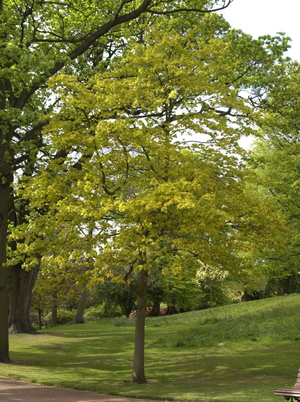 Acer cappadocicum 'Aureum' - Kolchischer Goldahorn