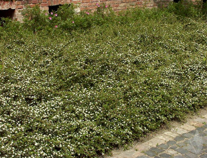 Cotoneaster dammeri 'Jürgl' - Kriechmispel 'Jürgl'