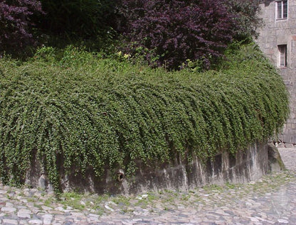 Cotoneaster dammeri 'Skogholm' - Kriechmispel 'Skogholm'