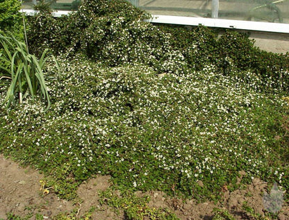 Cotoneaster micro.'Streibs Findling' - Kriechmispel 'Streibs Findling'