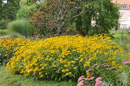 Rudbeckia fulgida sullivantii 'Goldsturm' - Leuchtender Garten-Sonnenhut