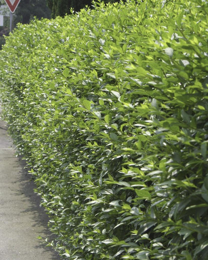 Ligustrum vulgare 'Atrovirens' - Wintergrüner Liguster 'Atrovirens'