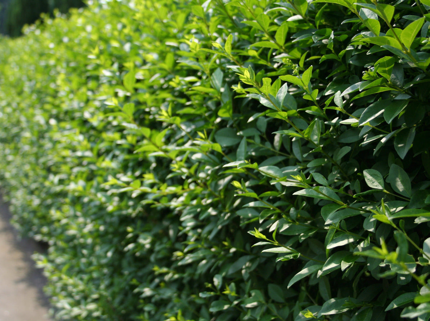 Ligustrum vulgare 'Atrovirens' - Wintergrüner Liguster 'Atrovirens'