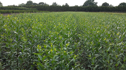 Ligustrum vulgare 'Liga' - Liguster 'Liga'