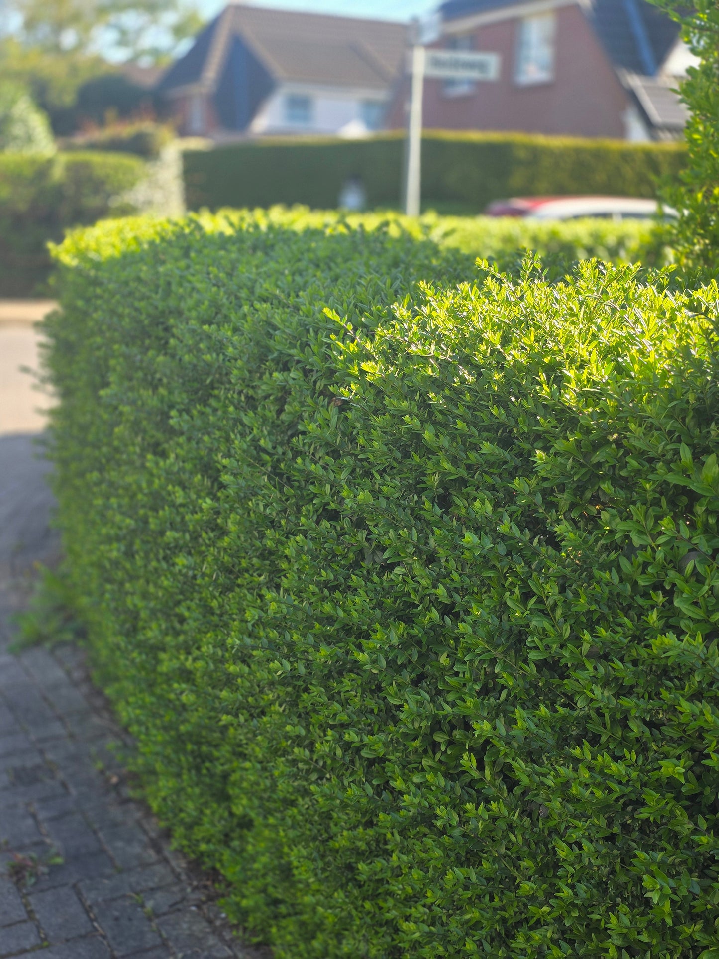 Ligustrum vulgare 'Atrovirens' - Wintergrüner Liguster 'Atrovirens'