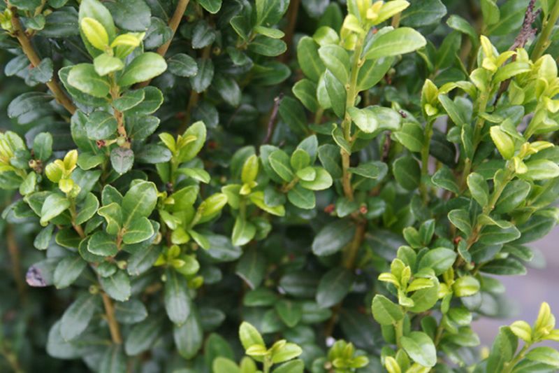 Ilex crenata 'Convexa' - Löffel-Ilex