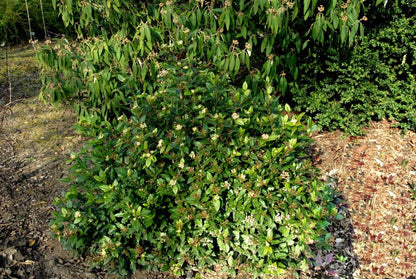 Viburnum tinus 'Gwenllian' - Lorbeer-Schneeball 'Gwenllian'