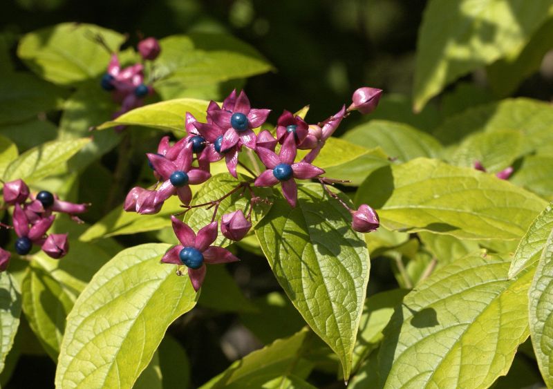 Clerodendrum trichotomum fargesii - Losbaum 'fargesii'
