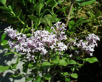 Syringa meyeri 'Palibin' - Meyer's Flieder 'Palibin'