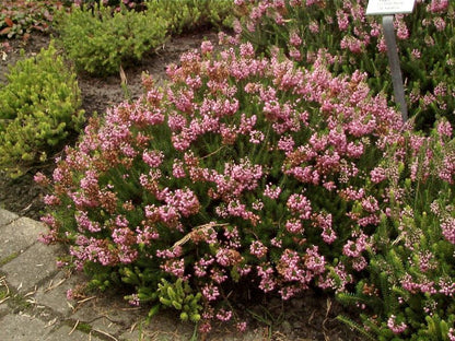 Erica vagans 'St.Keverne' - Mittsommerheide 'St.Keverne'