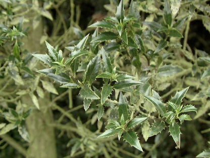 Ilex aquifolium 'Myrtifolia' - Myrtenblättr.Hülse