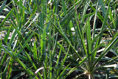 Yucca filamentosa - Palmlilie